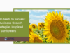 From Seeds to Success: 6 Business Growth Strategies Inspired by Sunflowers